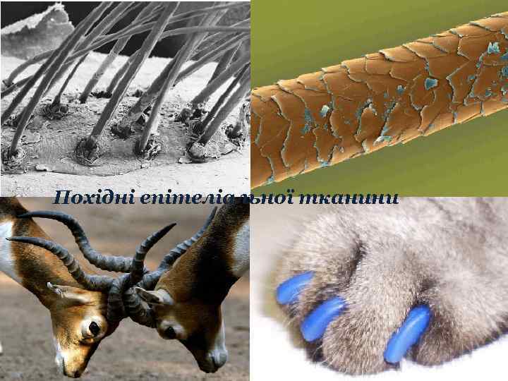 Похідні епітеліальної тканини 