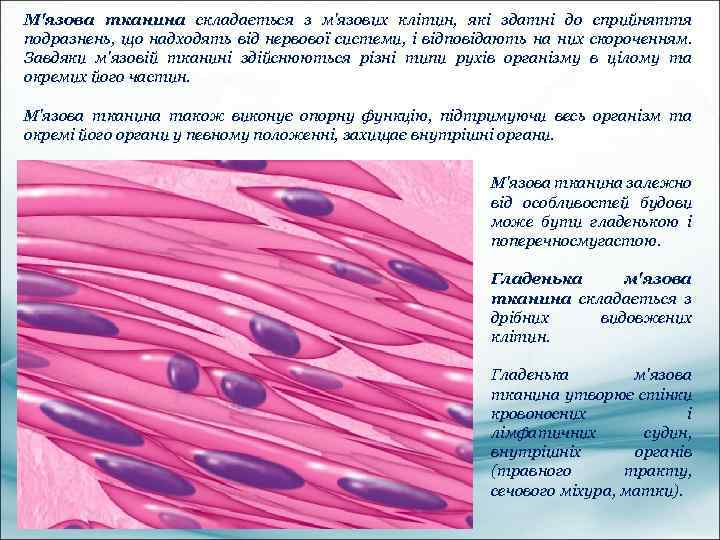 М'язова тканина складається з м'язових клітин, які здатні до сприйняття подразнень, що надходять від