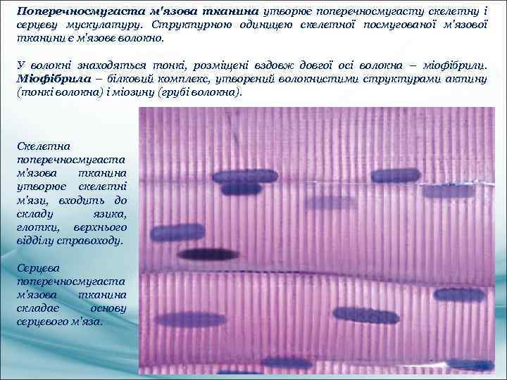 Поперечносмугаста м'язова тканина утворює поперечносмугасту скелетну і серцеву мускулатуру. Структурною одиницею скелетної посмугованої м'язової