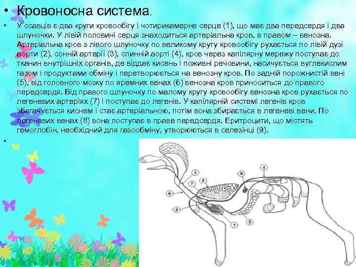  • Кровоносна система. • • У ссавців є два круги кровообігу і чотирикамерне