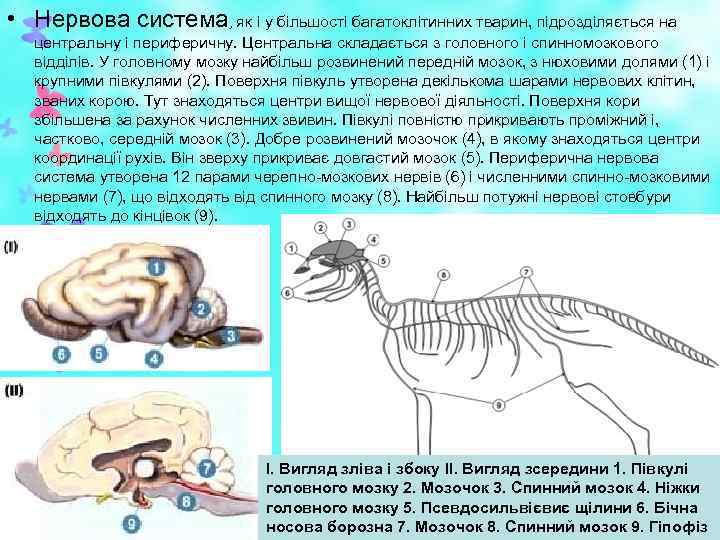  • Нервова система, як і у більшості багатоклітинних тварин, підрозділяється на центральну і