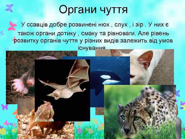 Органи чуття У ссавців добре розвинені нюх , слух , і зір. У них
