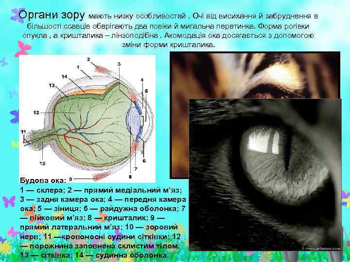 Органи зору мають низку особливостей. Очі від висихання й забруднення в більшості ссавців оберігають