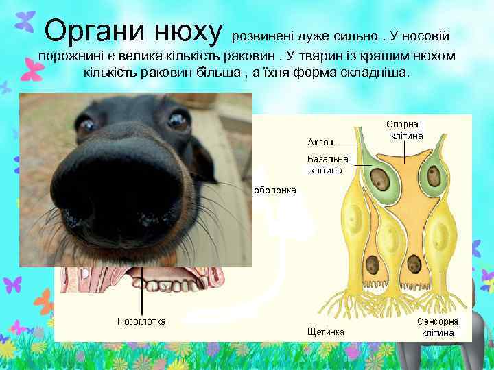 Органи нюху розвинені дуже сильно. У носовій порожнині є велика кількість раковин. У тварин