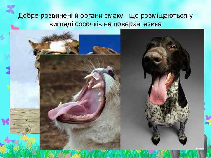 Добре розвинені й органи смаку , що розміщаються у вигляді сосочків на поверхні язика