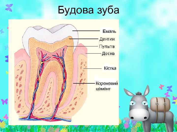 Будова зуба Емаль Кістка Кореневий цемент 