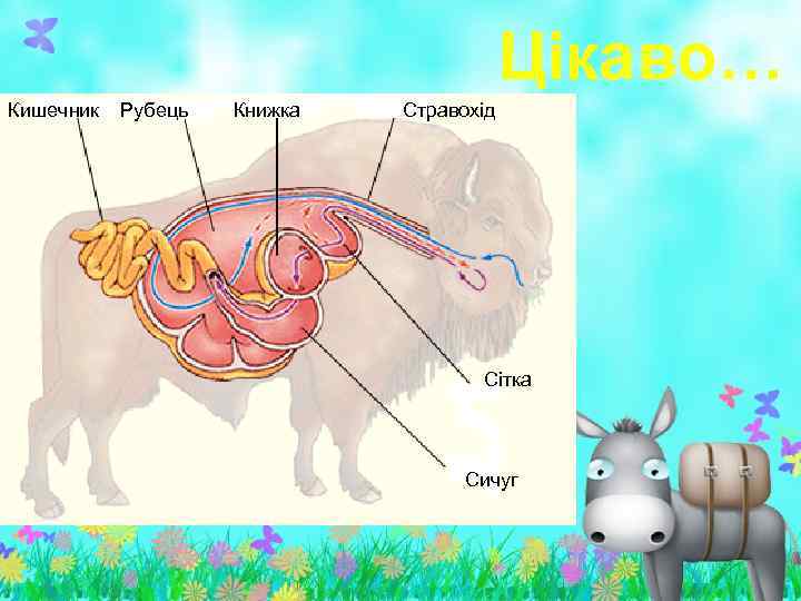 Цікаво… Кишечник Рубець Книжка Стравохід Сітка Сичуг 