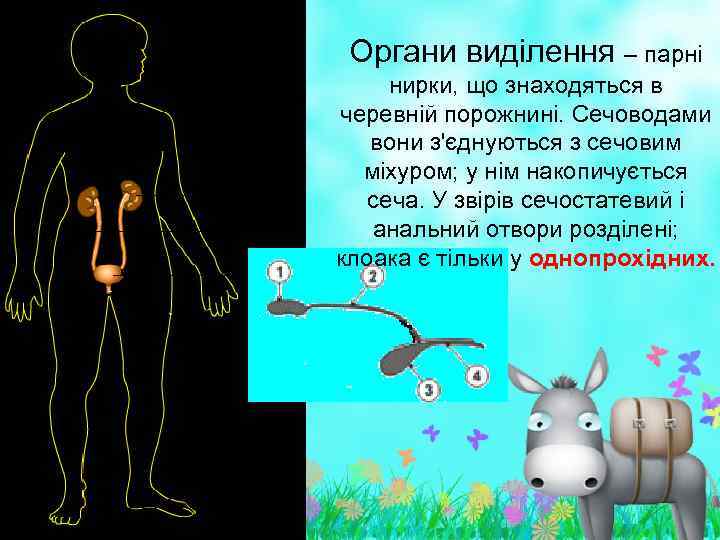 Органи виділення – парні нирки, що знаходяться в черевній порожнині. Сечоводами вони з'єднуються з