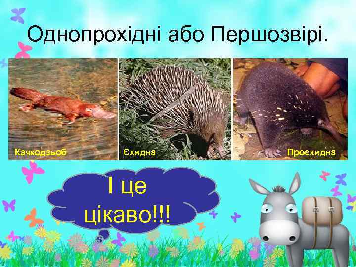 Однопрохідні або Першозвірі. Качкодзьоб Єхидна І це цікаво!!! Проєхидна 