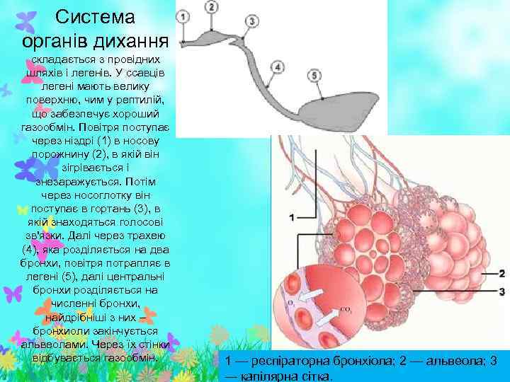 Система органів дихання складається з провідних шляхів і легенів. У ссавців легені мають велику