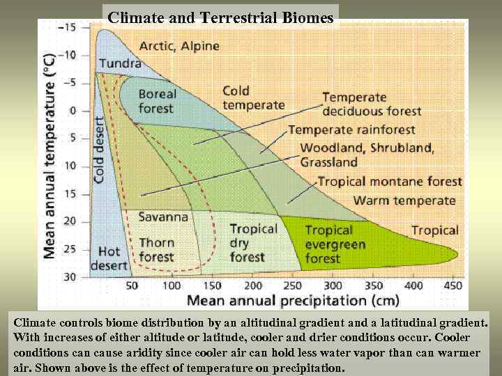 Climate and Terrestrial Biomes Climate controls biome distribution by an altitudinal gradient and a