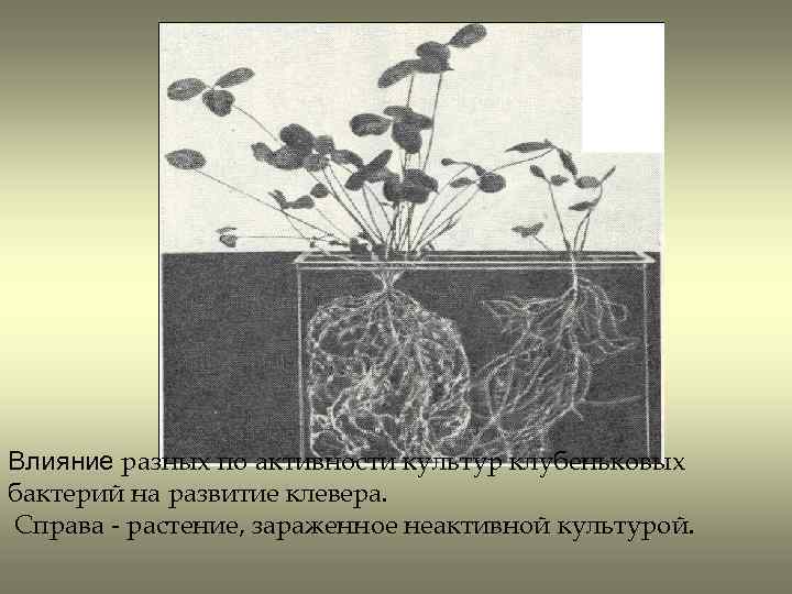 Влияние разных по активности культур клубеньковых бактерий на развитие клевера. Справа - растение, зараженное