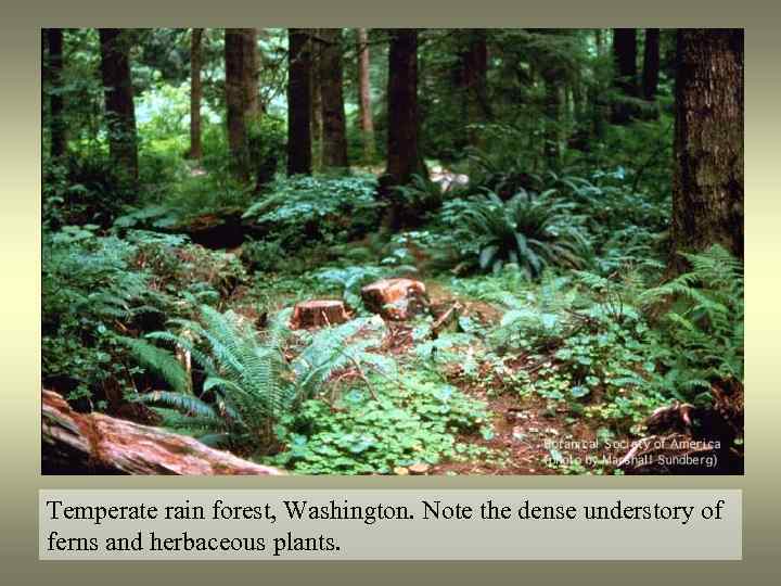 Temperate rain forest, Washington. Note the dense understory of ferns and herbaceous plants. 