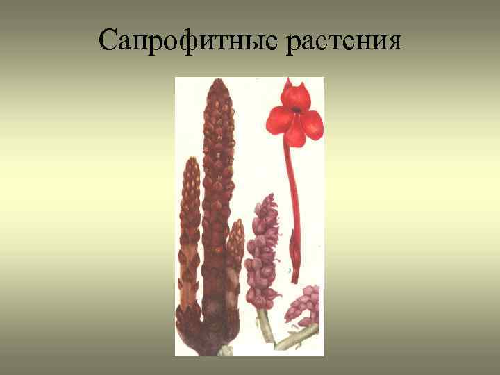 Сапрофитные растения 