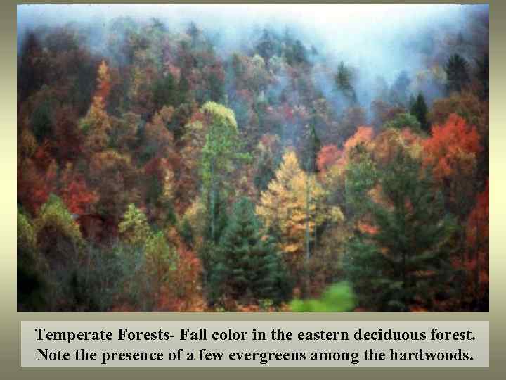 Temperate Forests- Fall color in the eastern deciduous forest. Note the presence of a