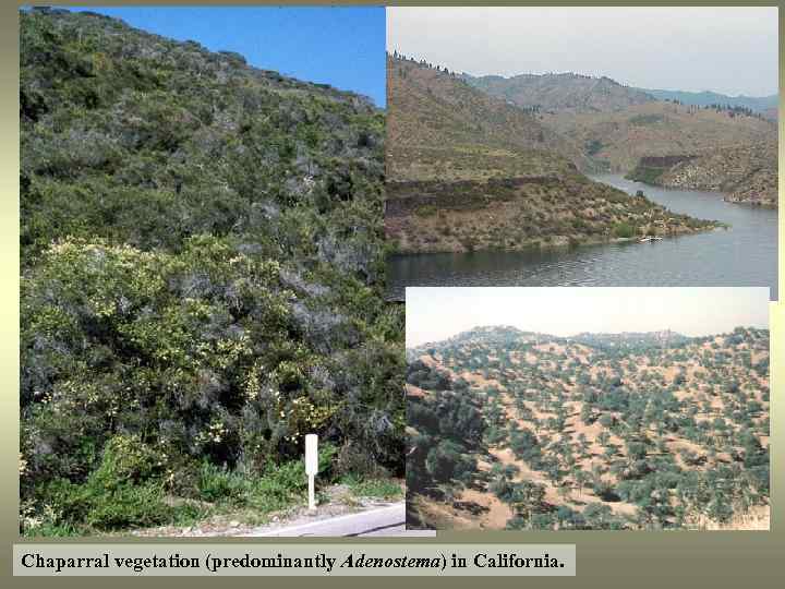 Chaparral vegetation (predominantly Adenostema) in California. 