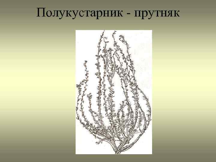 Полукустарник - прутняк 