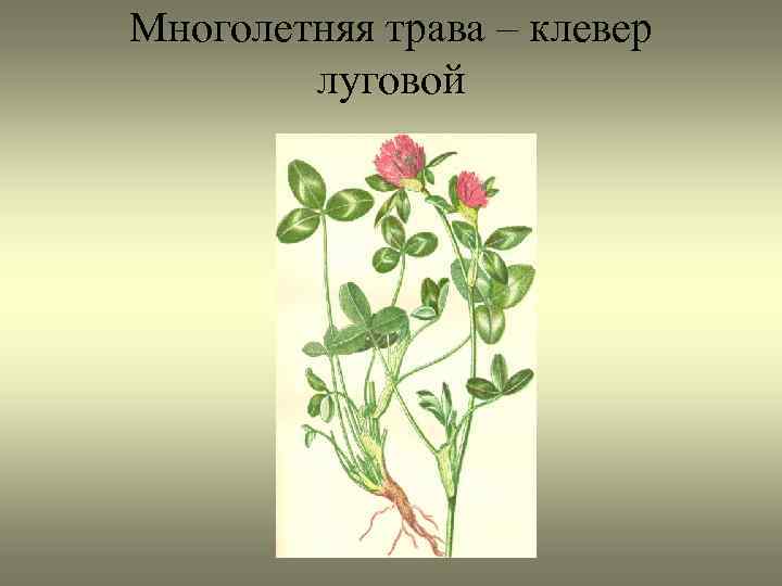 Многолетняя трава – клевер луговой 