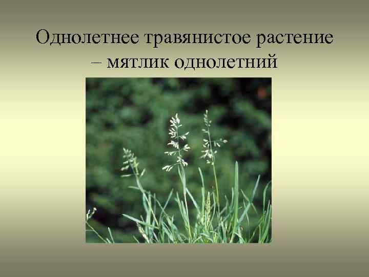 Однолетнее травянистое растение – мятлик однолетний 