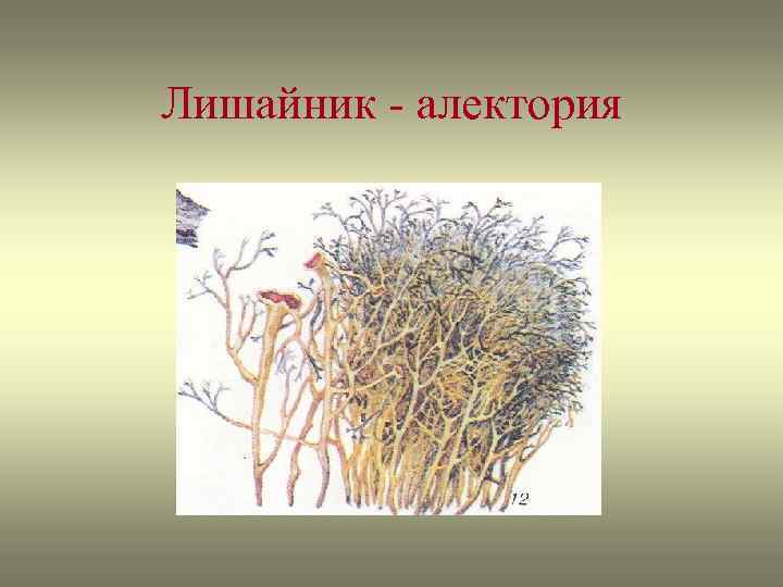 Лишайник - алектория 