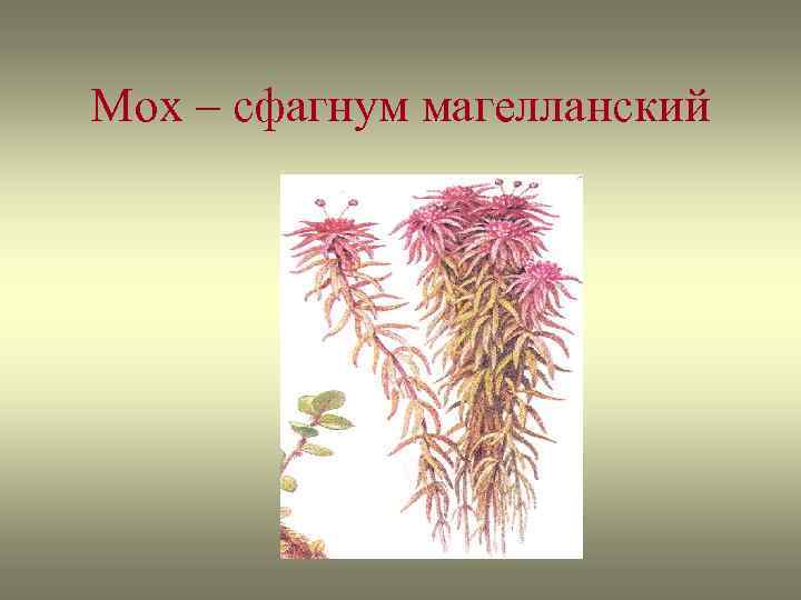 Мох – сфагнум магелланский 