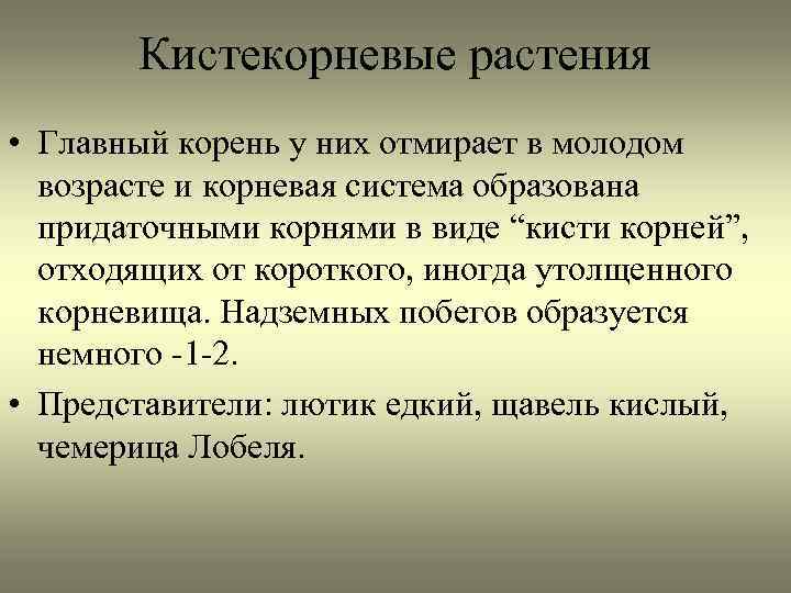 Кистекорневые растения • Главный корень у них отмирает в молодом возрасте и корневая система