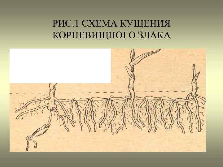 РИС. 1 СХЕМА КУЩЕНИЯ КОРНЕВИЩНОГО ЗЛАКА 