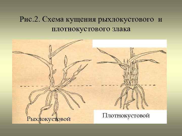 Рис. 2. Схема кущения рыхлокустового и плотнокустового злака Рыхлокустовой Плотнокустовой 