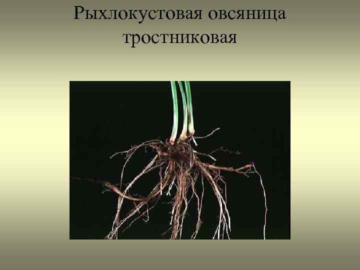 Рыхлокустовая овсяница тростниковая 