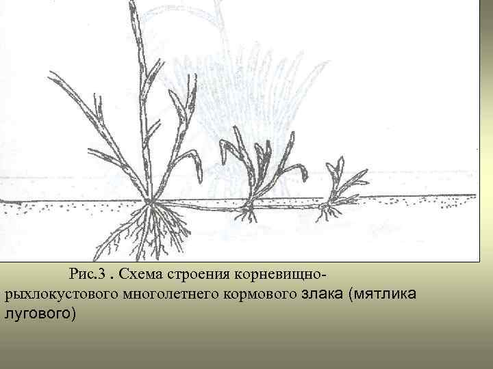 Рис. 3. Схема строения корневищнорыхлокустового многолетнего кормового злака (мятлика лугового) 