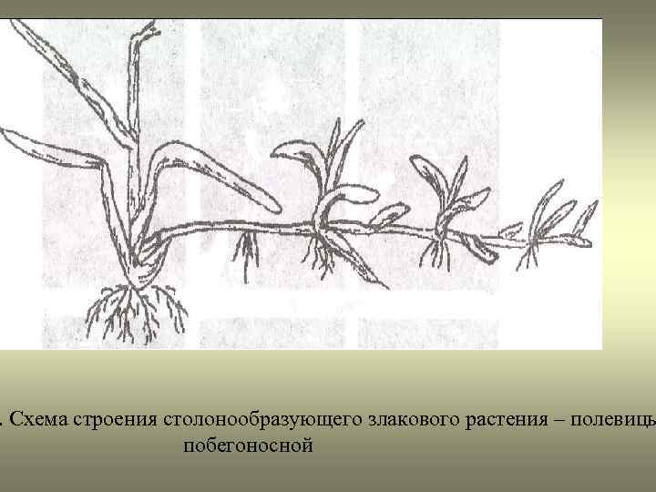 . Схема строения столонообразующего злакового растения – полевицы побегоносной 