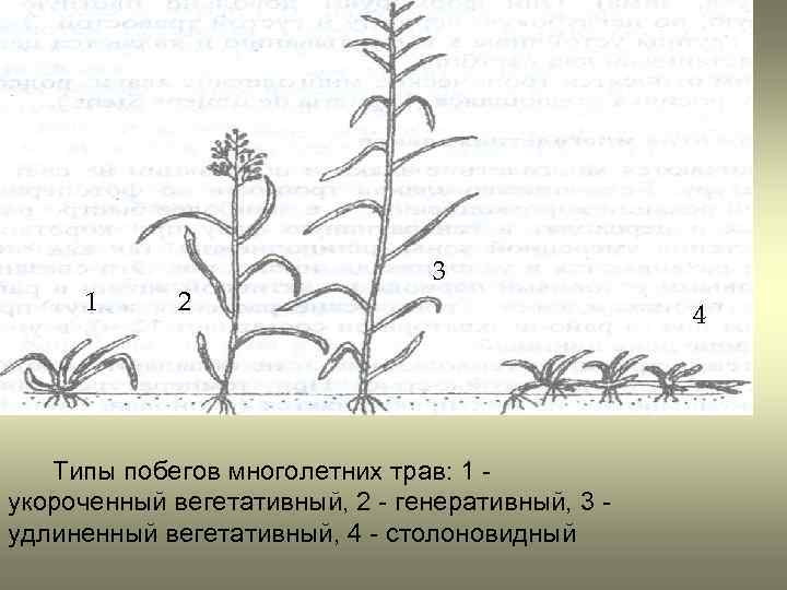 1 2 3 Типы побегов многолетних трав: 1 укороченный вегетативный, 2 - генеративный, 3