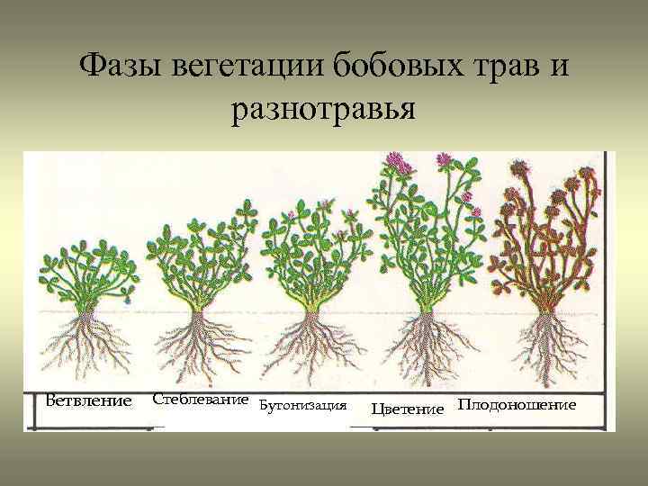 Фазы вегетации бобовых трав и разнотравья Ветвление Стеблевание Бутонизация Цветение Плодоношение 