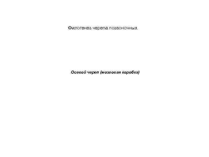 Филогенез черепа позвоночных Осевой череп (мозговая коробка) 