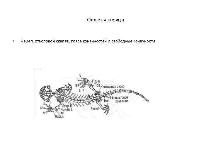 Скелет ящерицы • Череп, стволовой скелет, пояса конечностей и свободные конечности 