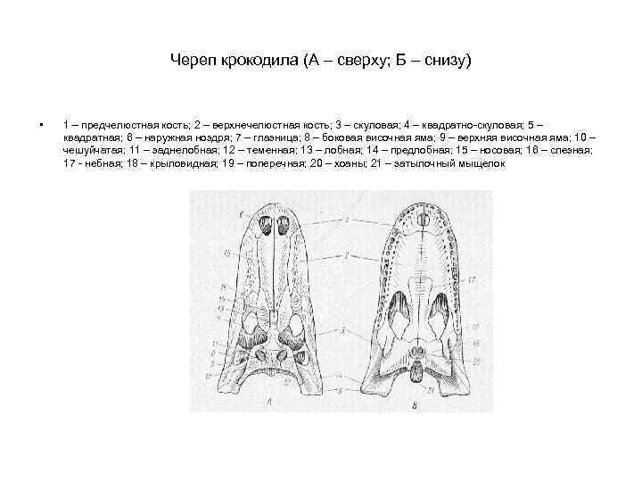 Череп крокодила (А – сверху; Б – снизу) • 1 – предчелюстная кость; 2