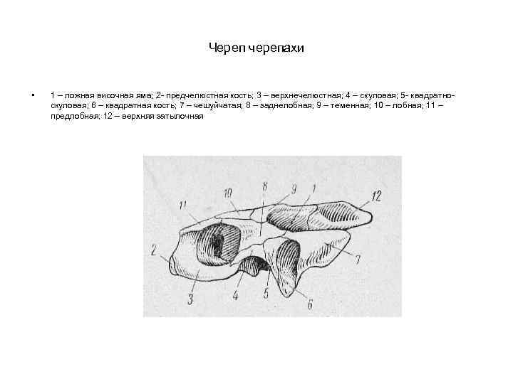 Череп черепахи • 1 – ложная височная яма; 2 - предчелюстная кость; 3 –