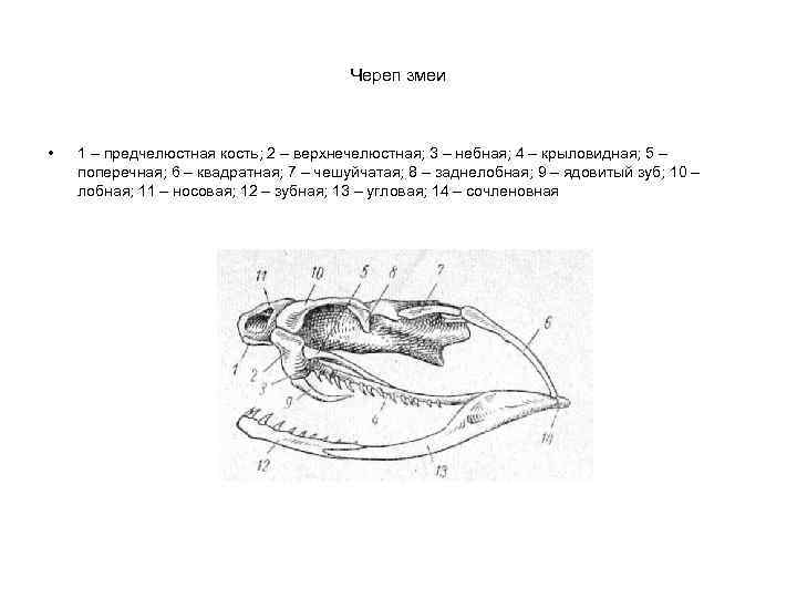 Череп змеи • 1 – предчелюстная кость; 2 – верхнечелюстная; 3 – небная; 4