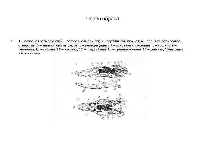 Череп варана • 1 – основная затылочная; 2 – боковая затылочная; 3 – верхняя