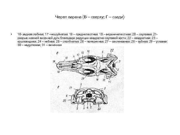 Череп варана (В – сверху; Г – сзади) • 16 - задняя лобная; 17