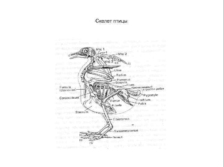 Рисунок скелета птицы с подписями