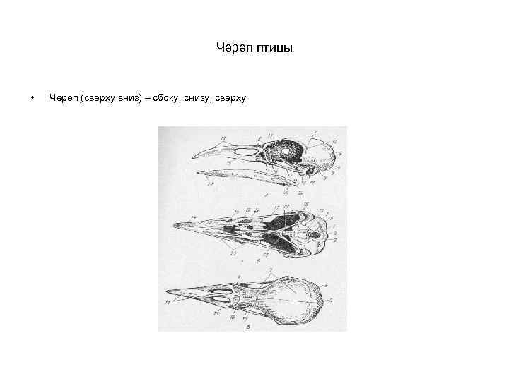 Череп птицы • Череп (сверху вниз) – сбоку, снизу, сверху 