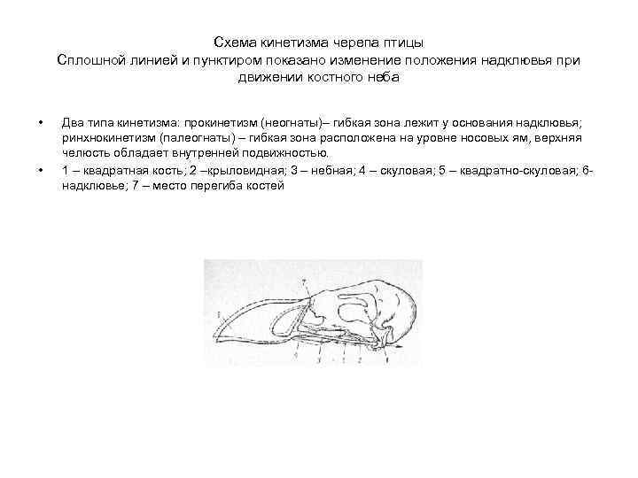 Схема кинетизма черепа птицы Сплошной линией и пунктиром показано изменение положения надклювья при движении