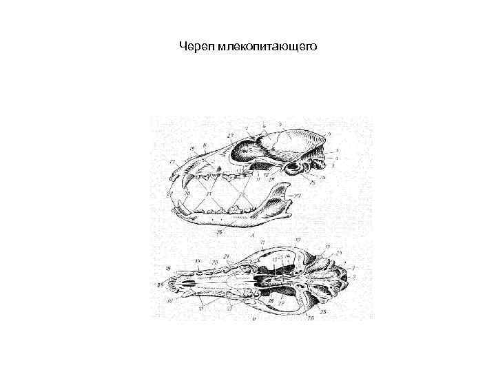 Класс млекопитающие череп. Схема черепа млекопитающих по Веберу. Строение черепа млекопитающих. Филогенез черепа позвоночных. Филогенез осевого черепа.