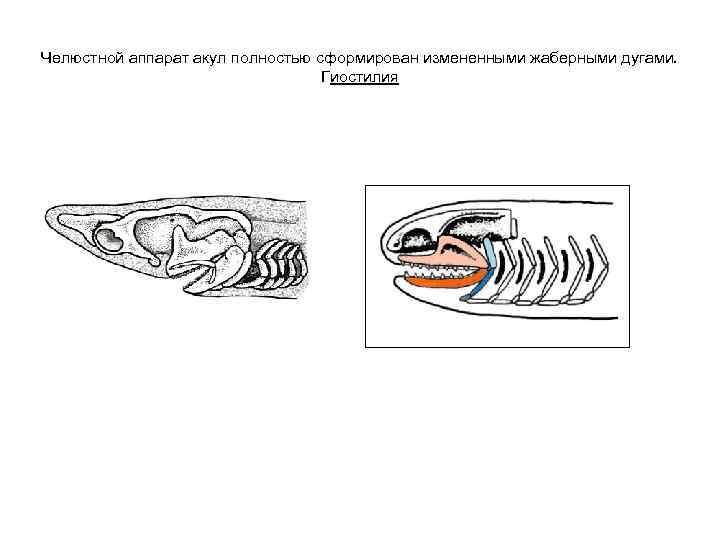 Челюстной аппарат акул полностью сформирован измененными жаберными дугами. Гиостилия 