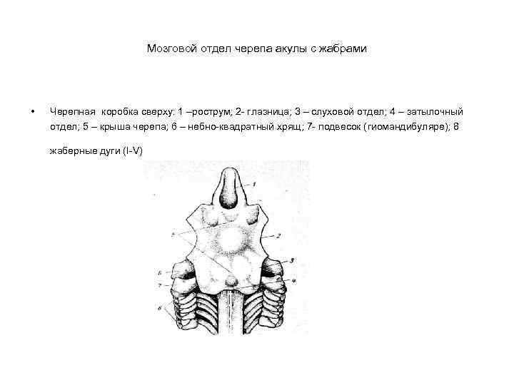 Мозговой отдел черепа акулы с жабрами • Черепная коробка сверху: 1 –рострум; 2 -