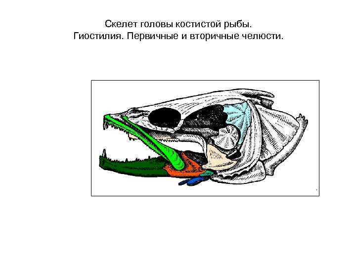 Висцеральный скелет. Эволюция висцерального черепа позвоночных. Аутостильный Тип висцерального черепа. Гиостилия Амфистилия аутостилия. Первичные и вторичные челюсти.