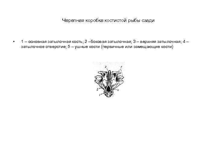Черепная коробка костистой рыбы сзади • 1 – основная затылочная кость; 2 –боковая затылочная;