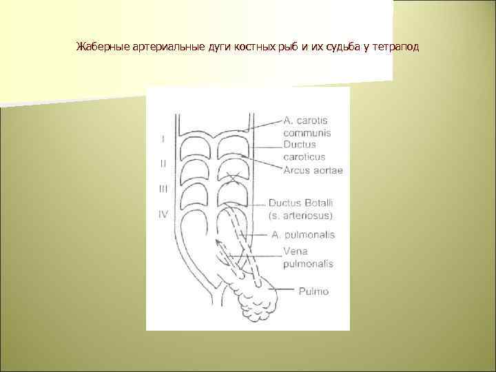 Жаберные артериальные дуги костных рыб и их судьба у тетрапод 