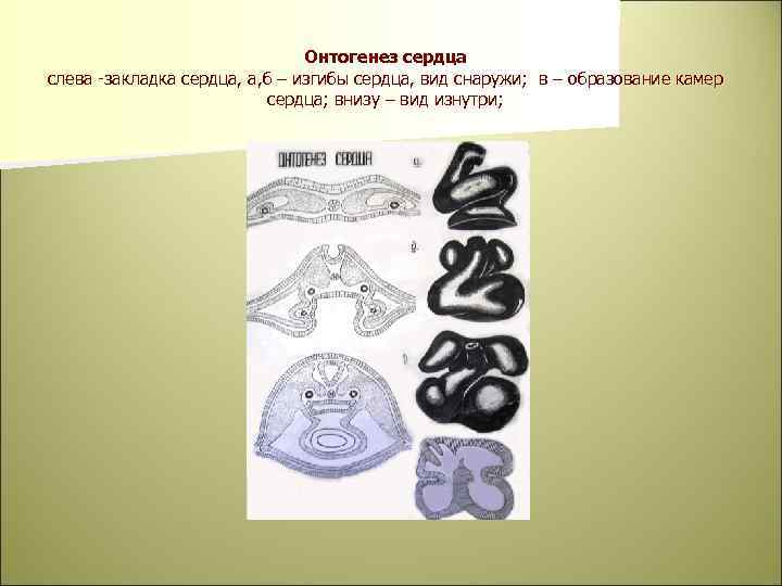 Онтогенез сердца слева -закладка сердца, а, б – изгибы сердца, вид снаружи; в –